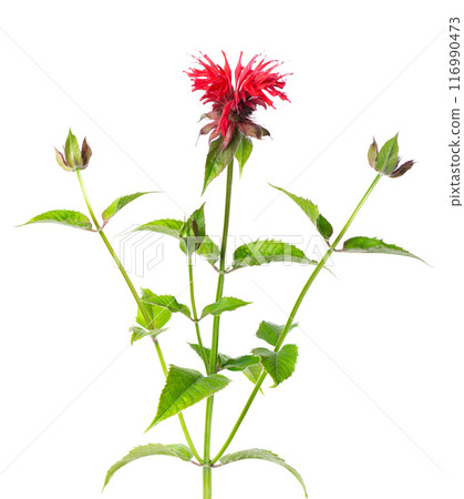 Monarda flowers isolated on a white background. Bergamot flowers. Oswego tea, scarlet beebalm. 116990473