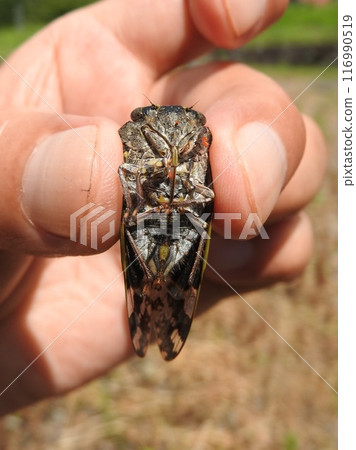 The ventral side of a cicada (infested with red spider mites) 116990519
