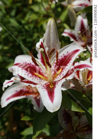 A lily in the summer sun 116990692