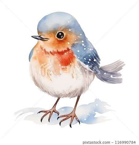 Watercolor cute robin bird isolated on white background. 116990784