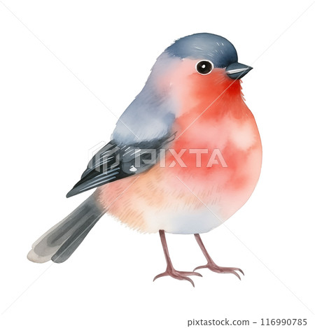 Watercolor cute bullfinch isolated on white background. 116990785