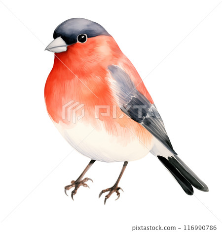 Watercolor bullfinch with vibrant red and black feathers isolated on white background. 116990786