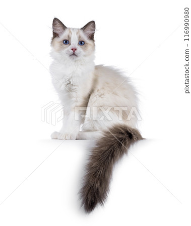 Ragdoll cat kitten on white bckground Ragdoll cat kitten on white bckground 116990980