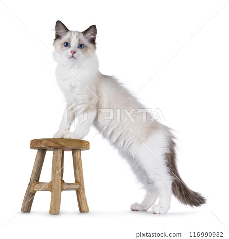 Ragdoll cat kitten on white bckground Ragdoll cat kitten on white bckground 116990982