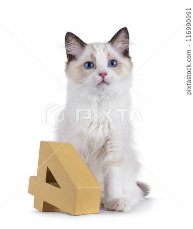 Ragdoll cat kitten on white bckground Ragdoll cat kitten on white bckground 116990991