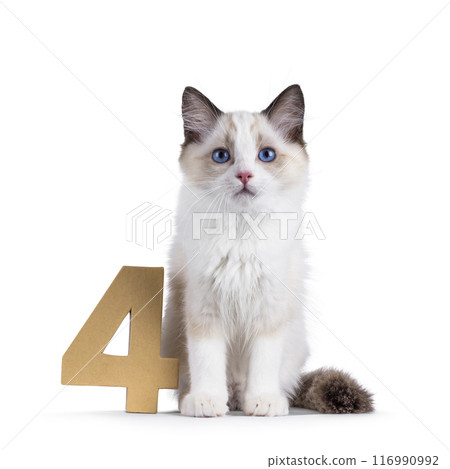 Ragdoll cat kitten on white bckground 116990992