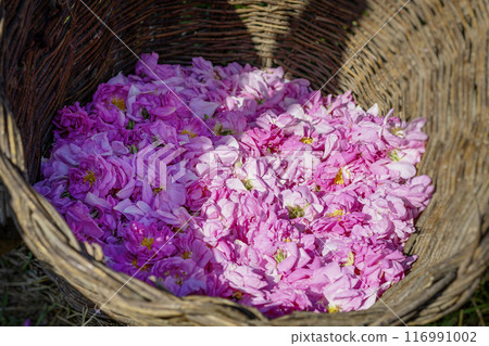 Close-up of wicker basket with pink rose flowers Close-up of wicker basket with pink rose flowers 116991002
