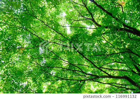 In the summer forest 116991132