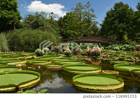 草津市水生植物園水森 草津市水生植物園水森 116991153