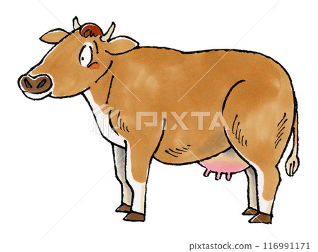 Jersey cattle 116991171