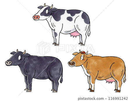 Cow set (dairy cow, black cow, jersey cow) Cow set (dairy cow, black cow, jersey cow) 116991242