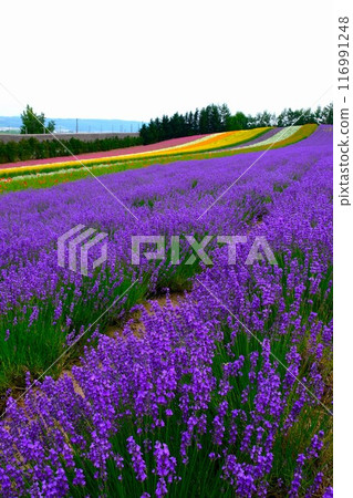 富良野的薰衣草田 116991248