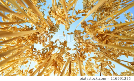 Golden spikelets of oats field , down top view , blue sky background 116991255