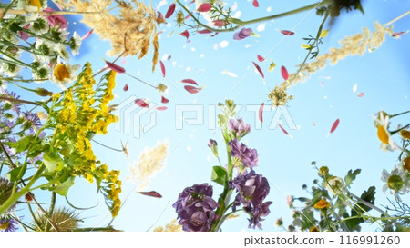 Meadow flowers in bloom moving in the wind with blue sky , down top view 116991260