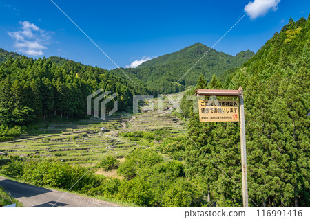 Newly planted rice fields in Shinshiro City, Aichi Prefecture Newly planted rice fields in Shinshiro City, Aichi Prefecture 116991416
