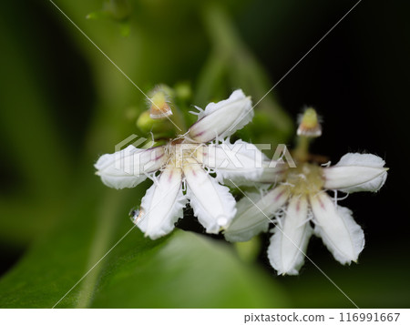 A lily of the valley blooming on a tropical beach A lily of the valley blooming on a tropical beach 116991667