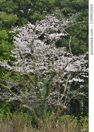 Cherry blossoms at Kyoto Botanical Garden Cherry blossoms at Kyoto Botanical Garden 116991668
