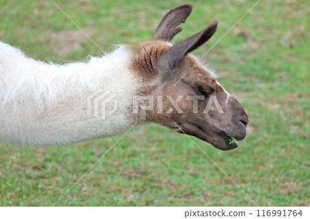 駱駝 駱駝 116991764