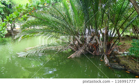 Atap palm tree grows on the edge of the pond 116991777
