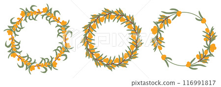 Illustration of three sea buckthorn berries wreaths with green leaves, featuring circular arrangements of the fruit and foliage. 116991817