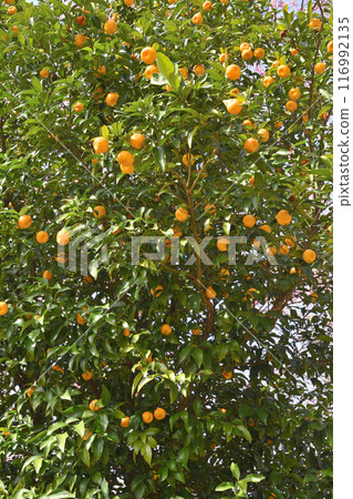Tachibana at Kyoto Botanical Garden 116992135