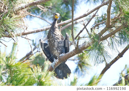 Cormorant perched on a pine tree 116992198