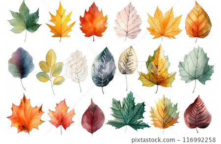 Colorful autumn fallen leaves Colorful autumn fallen leaves 116992258