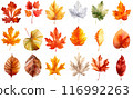 Colorful autumn fallen leaves 116992263