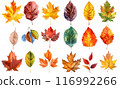 Colorful autumn fallen leaves 116992266
