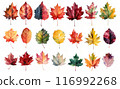 Colorful autumn fallen leaves 116992268