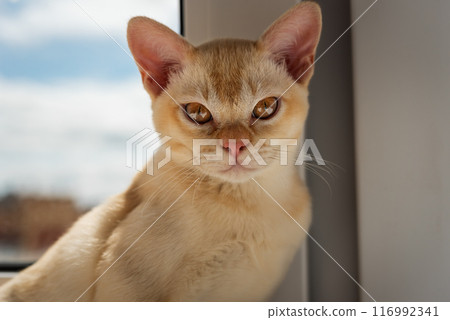 Portrait of a red Burmese kitten against a window. Portrait of a red Burmese kitten against a window. 116992341