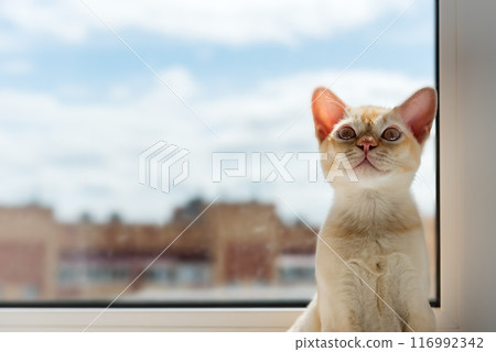 Portrait of a red Burmese kitten against a window. 116992342