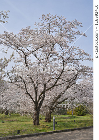 Cherry blossoms at Kyoto Botanical Garden 116992410
