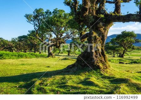 Fanal forest trees on Madeira island, Portugal 116992499