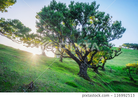 Fanal forest trees on Madeira island, Portugal 116992513