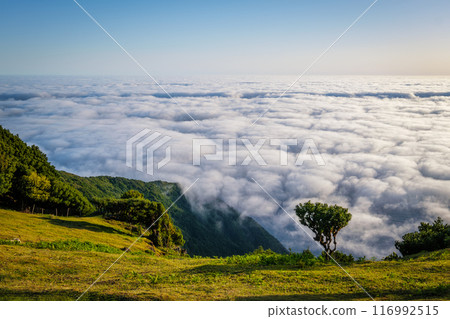 Fanal forest trees on Madeira island, Portugal 116992515