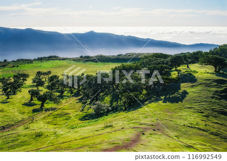 Aerial view of Fanal forest trees on Madeira island, Portugal Aerial view of Fanal forest trees on Madeira island, Portugal 116992549