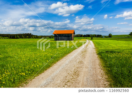 Summer meadow with shed 116992560