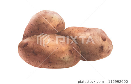 Red potatoes in brown skins, a pile of whole tubers. Watercolor illustration, hand-drawn on the theme of harvest, cooking, food, packaging, vegetable shop design. Element isolated from background Red potatoes in brown skins, a pile of whole tubers. Watercolor illustration, hand-drawn on the theme of harvest, cooking, food, packaging, vegetable shop design. Element isolated from background 116992600