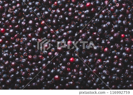 Background of Ripe Purple Amelanchier Berries 116992759