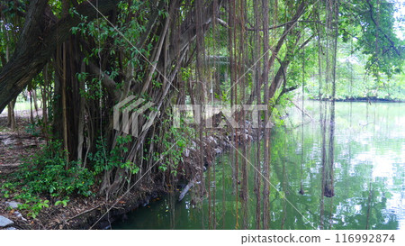 Benjamin fig tree with aerial roots 116992874
