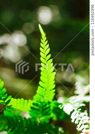 Close up the fern and the moss on the trees in the rainforest 116992996