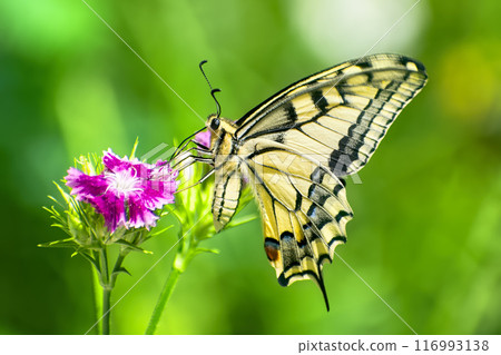 On sunny summer day beautiful yellow butterfly sits on bright pink flower side view on blurred background of nature 116993138