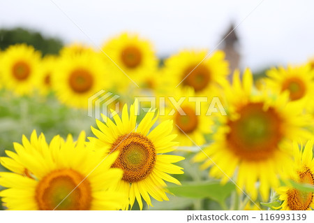 A lot of sunflowers A lot of sunflowers 116993139