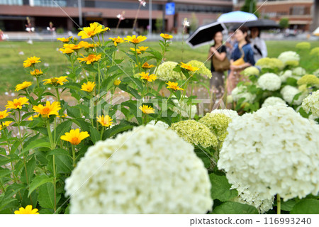 橫濱新光中央廣場盛開的花朵和撐著遮陽傘的女人 橫濱新光中央廣場盛開的花朵和撐著遮陽傘的女人 116993240