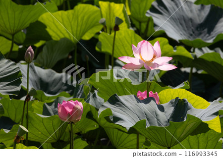 Landscape with lotus flowers Landscape with lotus flowers 116993345