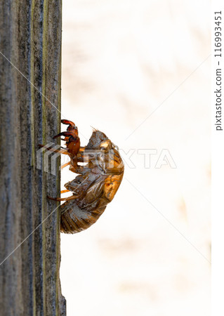 Cicada's shell 02 116993451
