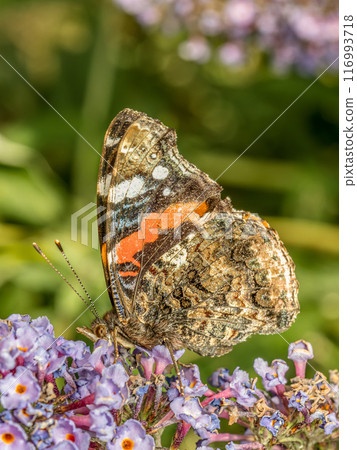 Red Admiral butterfly resting on Buddleia flower 116993718