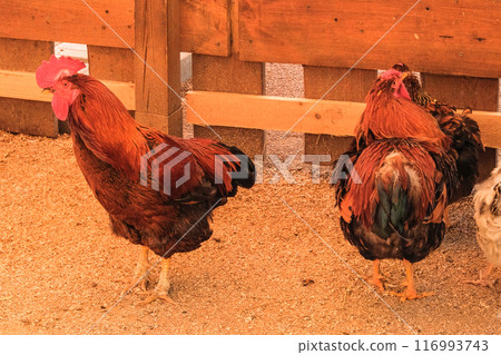 Rooster and chickens walk on an agricultural farm. Free-range chickens in a farmyard. Hen farm. 116993743