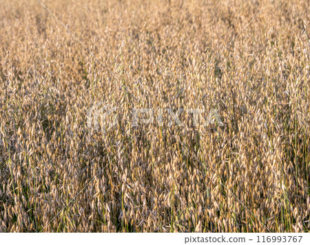 Field of ripening cultivated oak Field of ripening cultivated oak 116993767